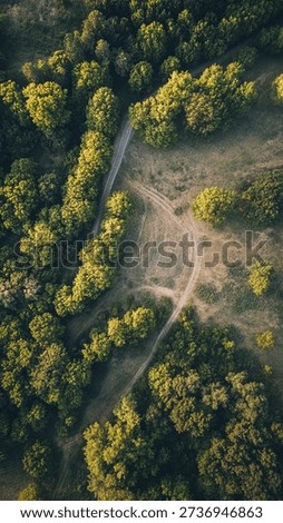 High-angle view of a forest, with paths crisscrossing. Lush greenery and patches of light brown earth