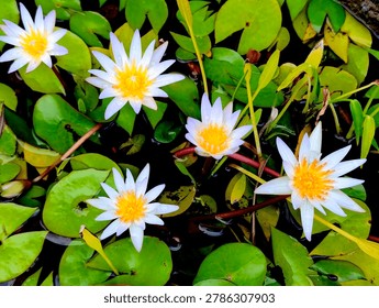 High-angle view of multiple white water lilies (Nymphaea) with vibrant yellow centers, floating on a pond surrounded by lush green lily pads. Natural botanical background