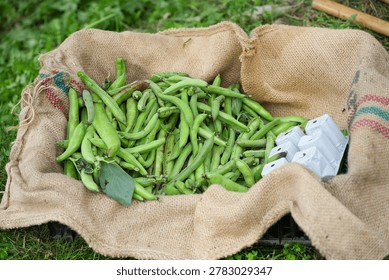 A high-angle view of a rustic burlap sack filled with freshly harvested green fava beans directly from a vegetable garden.