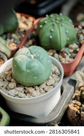 High-angle view of various small collector cactus species including Lophophora, Astrophytum, and Gymnocalycium variegata arranged on a nursery display shelf.