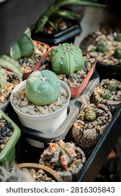 High-angle view of various small collector cactus species including Lophophora, Astrophytum, and Gymnocalycium variegata arranged on a nursery display shelf.