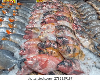 High-angle view of various types of fresh raw fish, including red tilapia and pomfret, arranged neatly on a bed of crushed ice at a grocery store or fish market display.