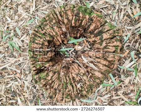 A highangle view of a weathered, mossy tree stump amidst fallen bamboo leaves. This textured image evokes themes of decay and renewal, ideal for ecoconscious designs and nature projects.