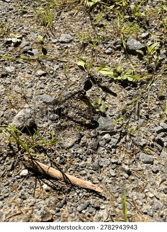 High-angle wide shot of two mating dragonflies (Aeshna cyanea) camouflaged on a gravel and mossy ground. Natural habitat, camouflage and insect wildlife concept.