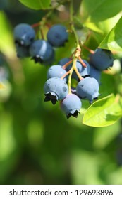 Highbush Blueberry Plant