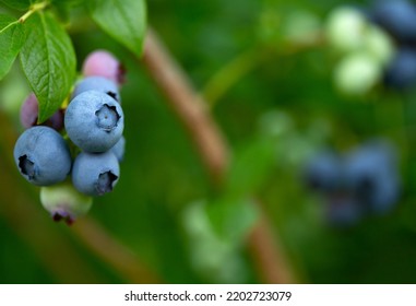 Highbush Blueberry Plant With Fruits