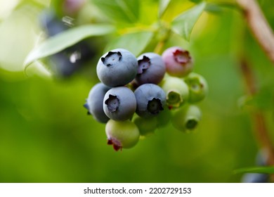 Highbush Blueberry Plant With Fruits