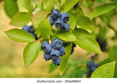 Highbush Blueberry Plant With Fruits