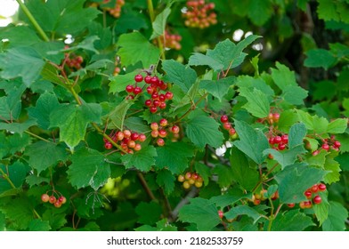 A Highbush Cranberry Bush Bears Fruit In August.