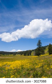 A High-country Alpine Meadow Near Rabbit Ears Pass, Colorado.