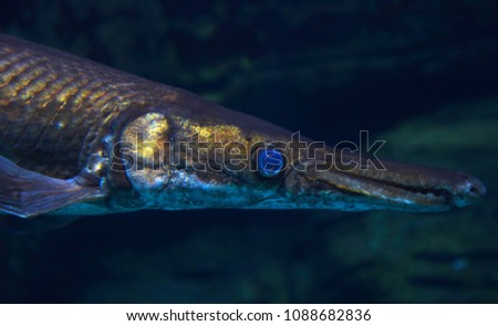 High-detail close-up of longnose gar head with bright blue eyes and long nose in front of golden-shining branchiaes and fin and strong scales on a dark green water river background