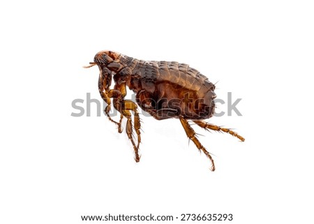 A high-detail macro close-up of a common flea (Siphonaptera) isolated on a pure white background, showing its specialized jumping legs and parasitic anatomy.