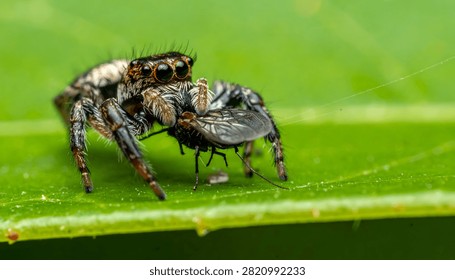 High-detail macro shot capturing the precise moment a jumping spider feeds on its prey, a small fly, set against a vibrant out-of-focus green background. The image highlights the intricate texture of the spider and the natural predatory behavior in a wild environment.