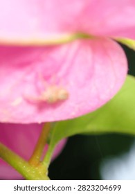High-detail macro of a tiny spider (Araneae, Class Arachnida) hiding inside a pink floral petal.