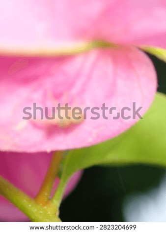 High-detail macro of a tiny spider (Araneae, Class Arachnida) hiding inside a pink floral petal.