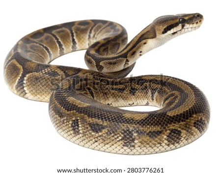 A high-detail shot of a patterned ball python snake coiled with its head raised, from the file ultra-realistic-photo-python-one-object-only--sing.jpg, isolated on a clean white background.
