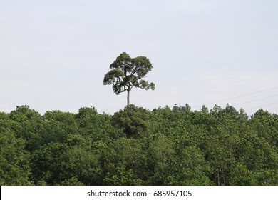 A higher tree density