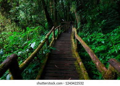 The Highest Natural Trail In The North Of Thailand, Which Upper 2,500 Metres Above Mean Sea Level.