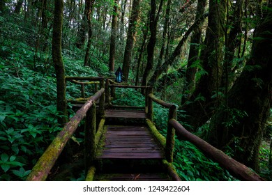 The Highest Natural Trail In The North Of Thailand, Which Upper 2,500 Metres Above Mean Sea Level.