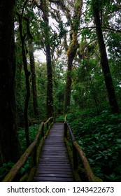 The Highest Natural Trail In The North Of Thailand, Which Upper 2,500 Metres Above Mean Sea Level.