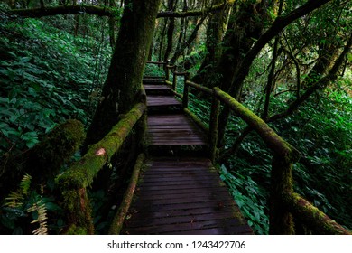 The Highest Natural Trail In The North Of Thailand, Which Upper 2,500 Metres Above Mean Sea Level.