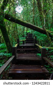 The Highest Natural Trail In The North Of Thailand, Which Upper 2,500 Metres Above Mean Sea Level.