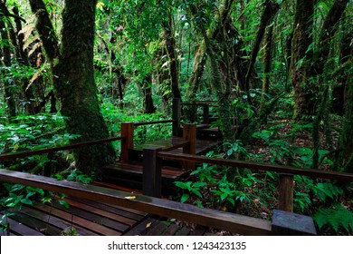 The Highest Natural Trail In The North Of Thailand, Which Upper 2,500 Metres Above Mean Sea Level.