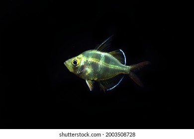 Glassfish の画像 写真素材 ベクター画像 Shutterstock