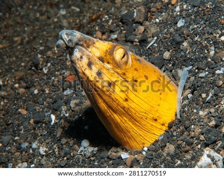 Highfin Snake Eel Emerging from Sandy Seafloor in Lembeh, Indonesia