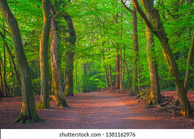 Highgate Wood In North London, England