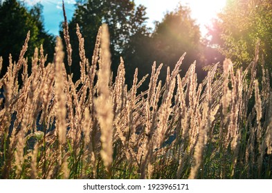 Highgrass in the rays of sunset light. Selective focus. 
