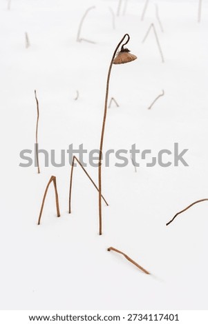 High-key botanical composition for text overlay