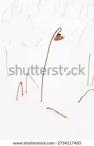 High-key botanical composition for text overlay