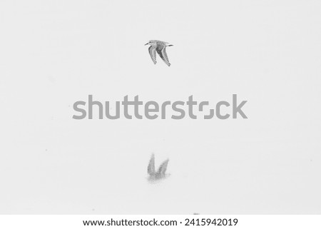 highkey image of a bird flies just above the surface of the water