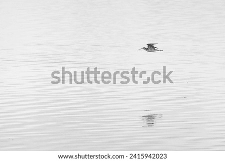 highkey image of a bird flies just above the surface of the water