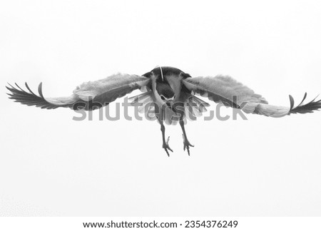 A highkey image of Black-crowned Night heron flying at Tubli bay, Bahrain 