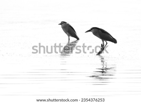 Highkey image of Black-crowned Night herons at Tubli bay, Bahrain 