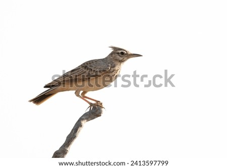 A highkey image of Crested Lark perched on a wooden log, Bahrain 