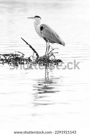 A highkey image of Grey Heron and reflection on water at Tubli bay, Bahrain