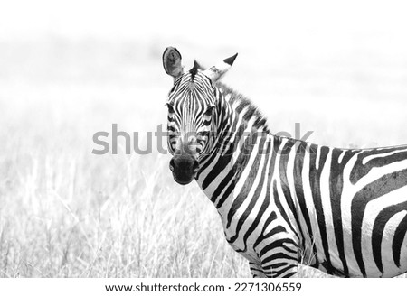 Highkey image of portrait of a zebra at Masai Mara, Kenya