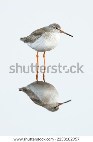 A highkey image of Redshank at Asker marsh with reflection on water, Bahrain 