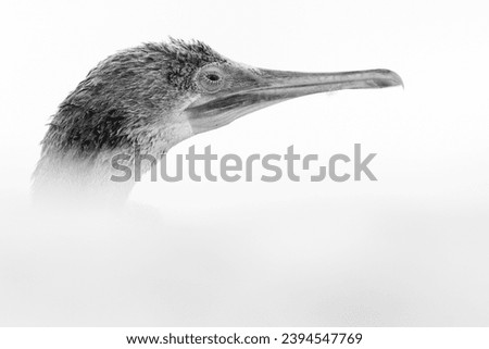 Highkey image of a Socotra cormorant, Busaiteen coast, Bahrain
