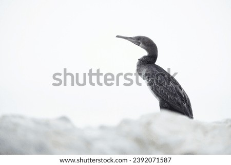 Highkey image of Socotra cormorants at Busaiteen coast, Bahrain