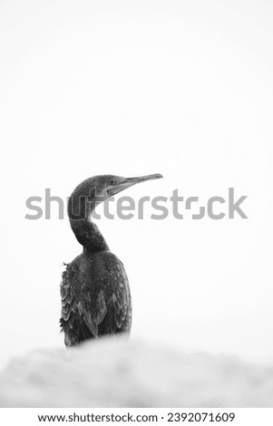 Highkey image of Socotra cormorants at Busaiteen coast, Bahrain