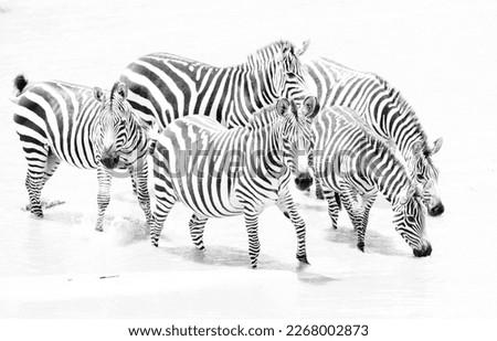 Highkey image of zebras at Masai Mara, Kenya