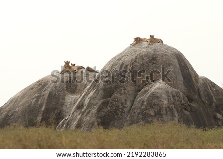 Highkey of a pride of lions on a rock