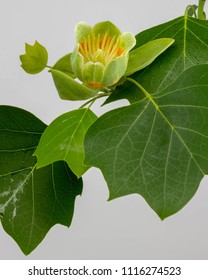 High-Key Tulip Poplar Flower And Leaves