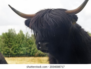 highlan cattle close up