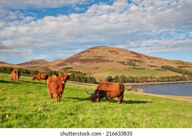 Highland Angus Cow Grazing Green Grass On A Farm Grassland