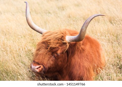 Highland Beef On Churchill Island